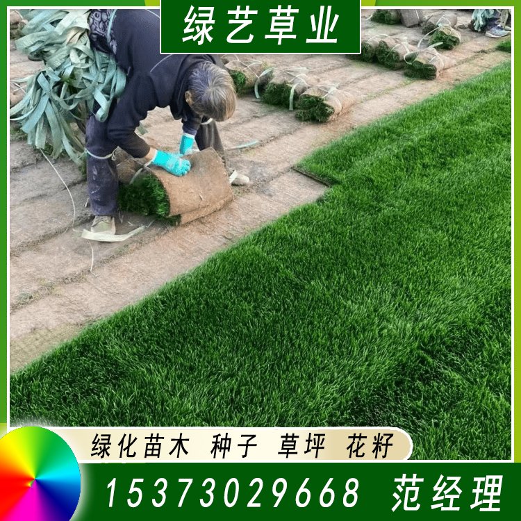 蘭引三號草皮 足球運動場草卷 大量批量供應結縷蘭引三號草約3.98元,約3.88元,約3.68元